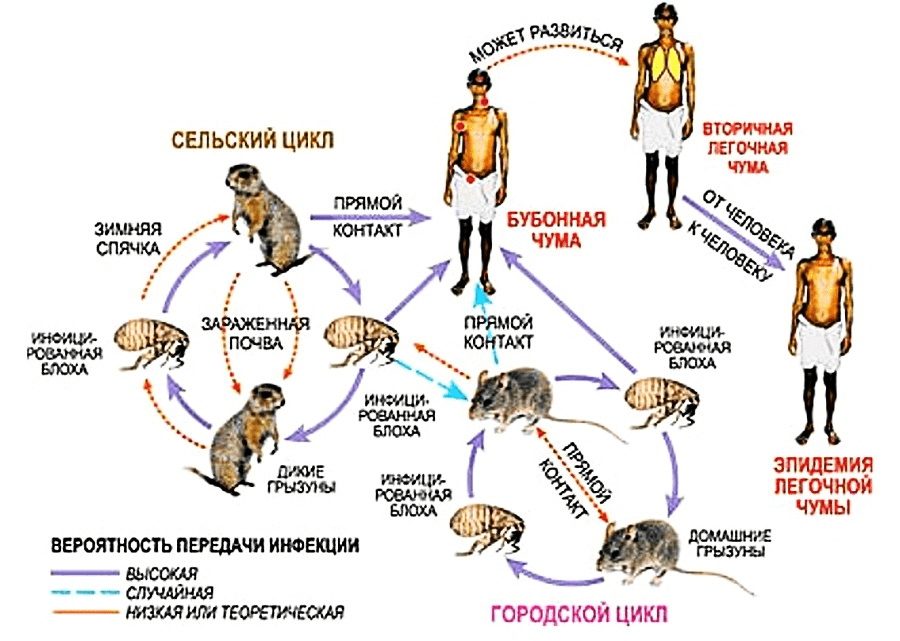 Почему мы боимся невидимого? 🦠
